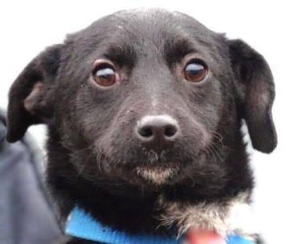 Wer gibt DINA ein Zuhause?