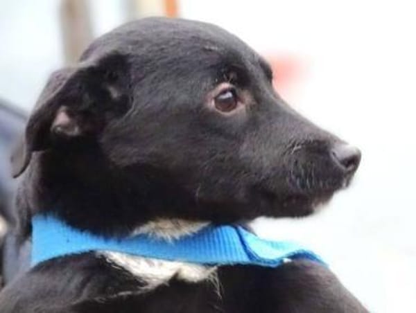 Wer gibt DINA ein Zuhause?