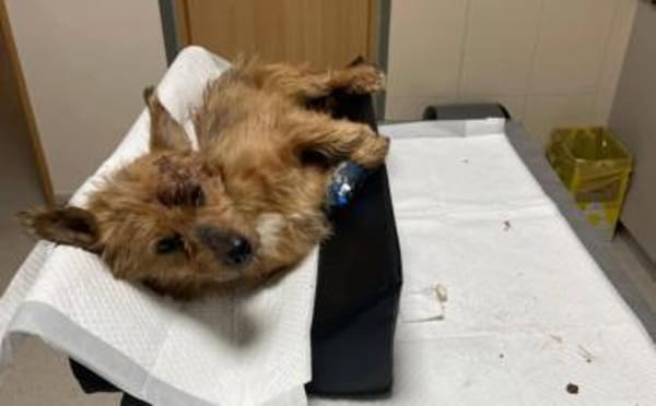 Taro - liebevoller, ruhiger Begleiter