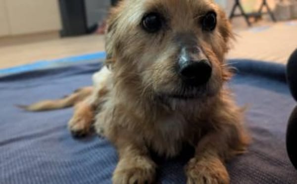 Taro - liebevoller, ruhiger Begleiter