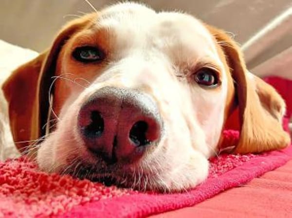 NATALE - Traumhund auf PS in Hessen