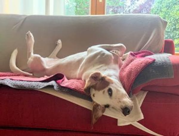 NATALE - Traumhund auf PS in Hessen