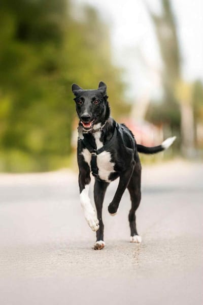 Wunderbare Stella sucht ihre Familie