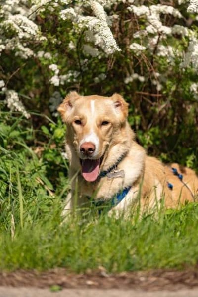 Toller Altaj sucht seine Familie