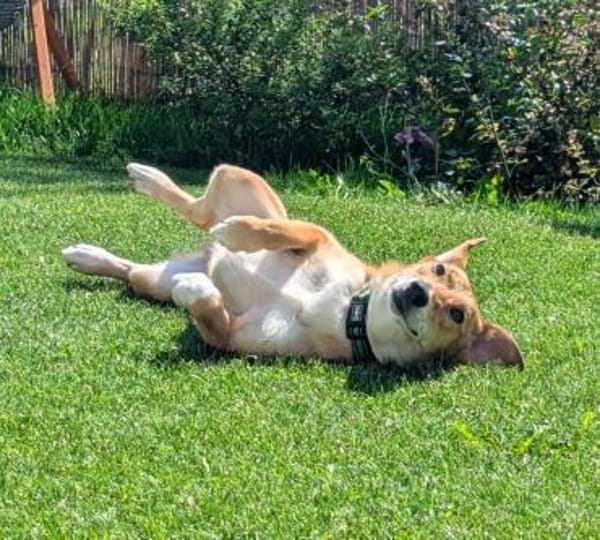 Denny,jung,freundlich,gelehrig