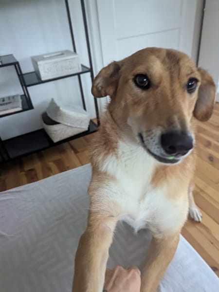 Denny,jung,freundlich,gelehrig