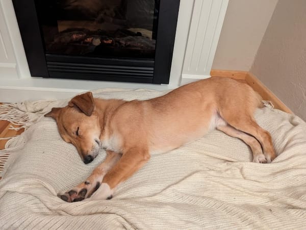 Denny,jung,freundlich,gelehrig