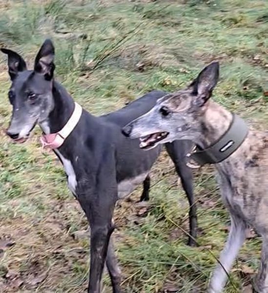 ♥Esmé- gerannt wird draußen- logo 🫶🏼