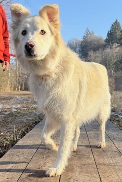 Knut sucht seinen Deckel/ in 82284