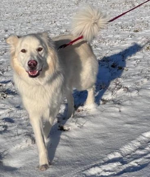 Knut sucht seinen Deckel/ in 82284