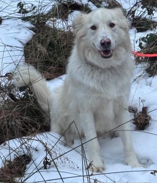 Knut sucht seinen Deckel/ in 82284