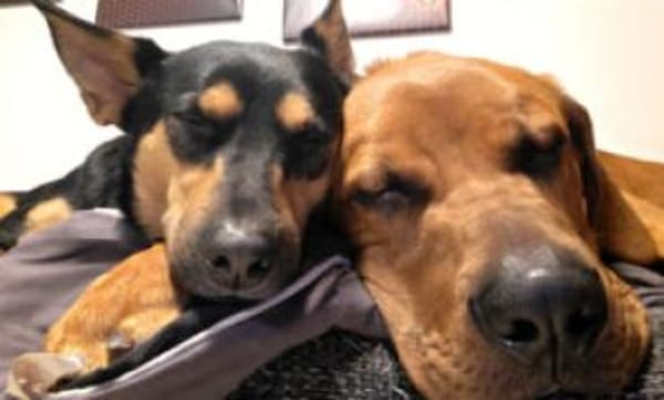 CADILLAC - verspielt&neugierig