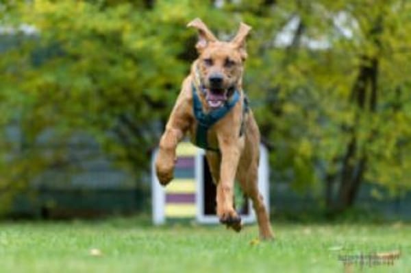 CADILLAC - verspielt&neugierig