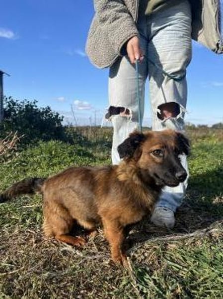 Luca - liebe und fröhliche Hündin