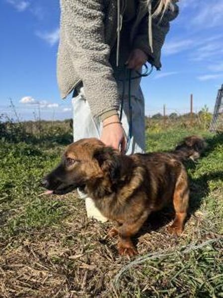 Luca - liebe und fröhliche Hündin