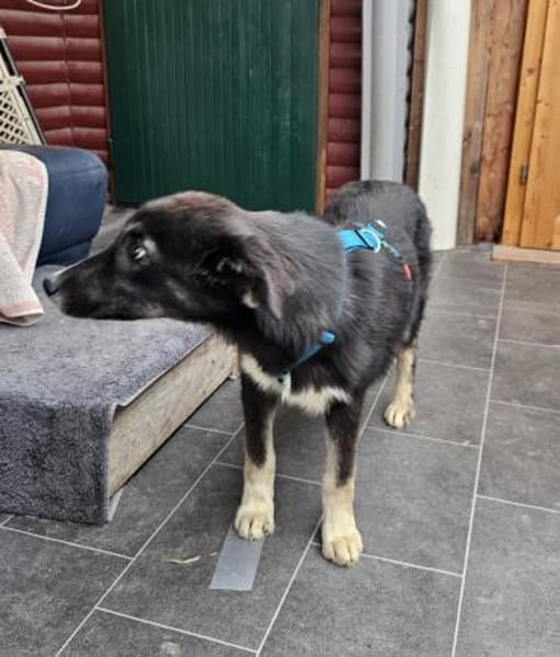 Millie sucht liebevolles Zuhause