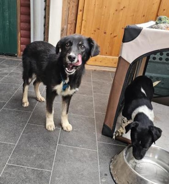 Millie sucht liebevolles Zuhause