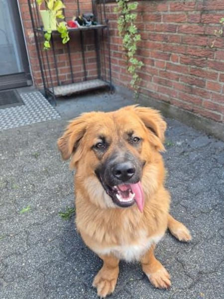 Patch sucht sein Zuhause