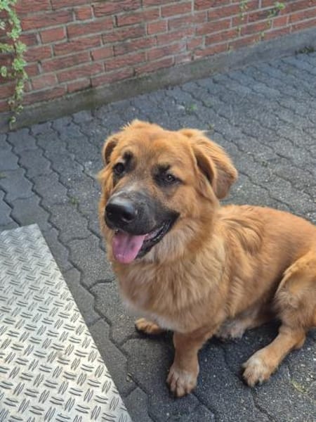 Patch sucht sein Zuhause