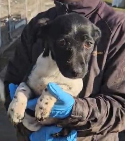 Pfiffige Momo sucht ein Zuhause