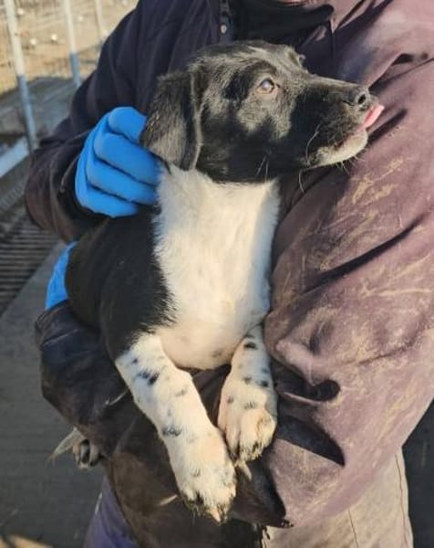 Pfiffige Momo sucht ein Zuhause