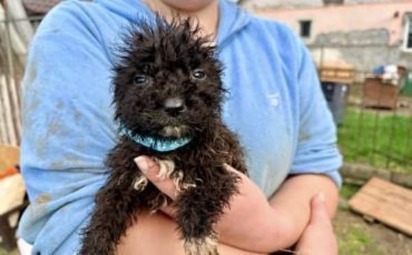 Zuhause gesucht für Vuki