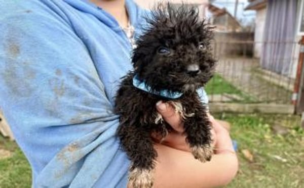 Zuhause gesucht für Vuki