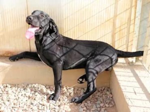 MARADONA - ab Februar in Oldenburg