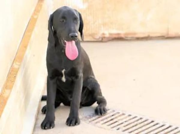 MARADONA - ab Februar in Oldenburg