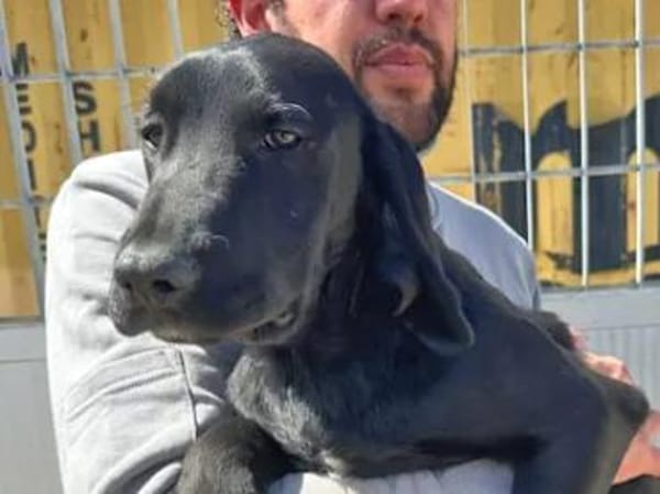 MARADONA - ab Februar in Oldenburg