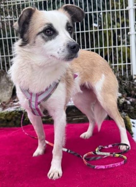 Kleine Seele Sunja / in München