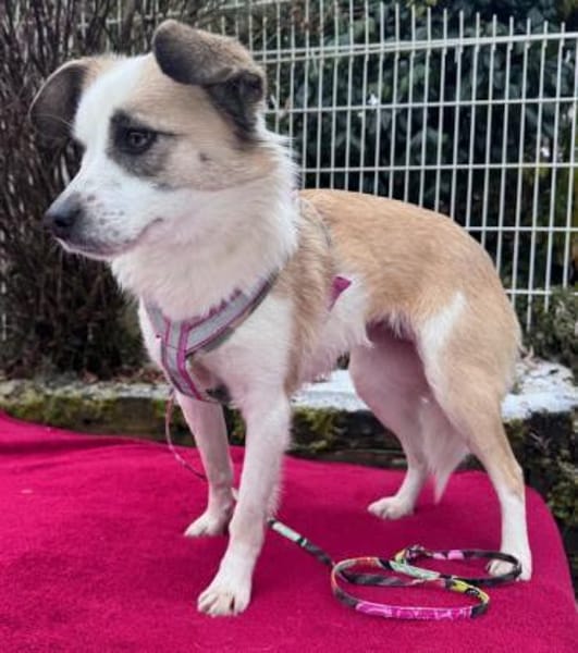 Kleine Seele Sunja / in München