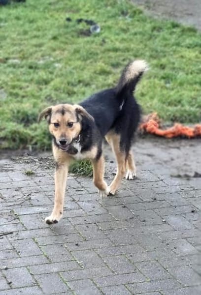 Sofia - Hündin Welpe mit mutigem Herz