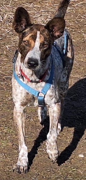 Verschmuste Suki wartet in München