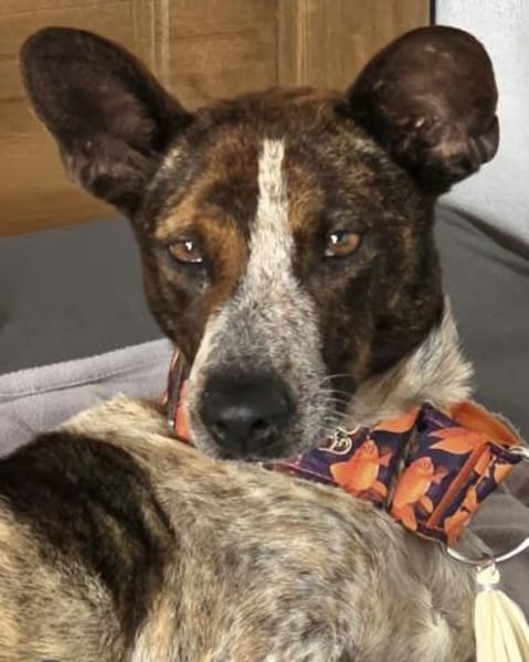 Verschmuste Suki wartet in München