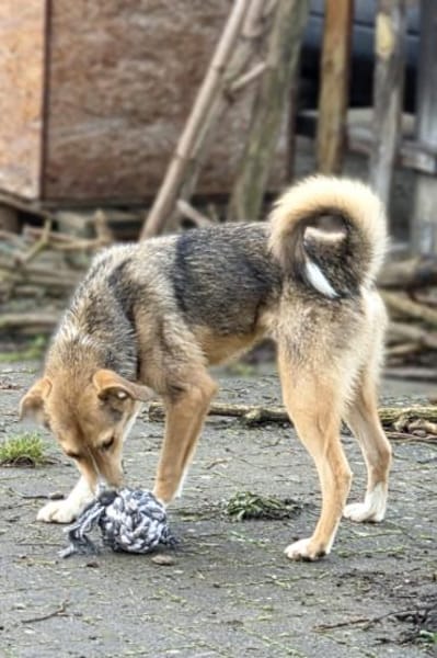 Teddy - Welpe sucht Platz zum ankommen