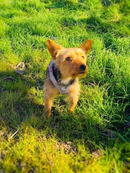 Gigi ein Yorkie Mix Mädchen