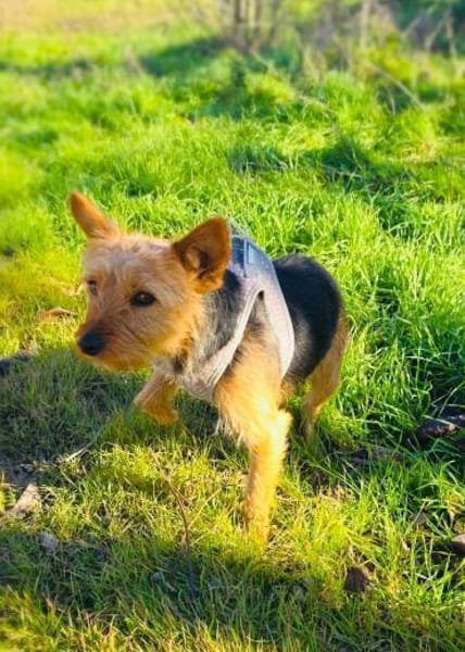 Gigi ein Yorkie Mix Mädchen