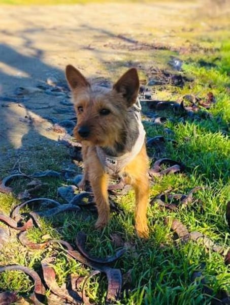 Gigi ein Yorkie Mix Mädchen