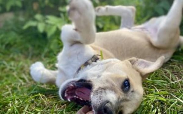 Quax - Bereit für Abenteuer?