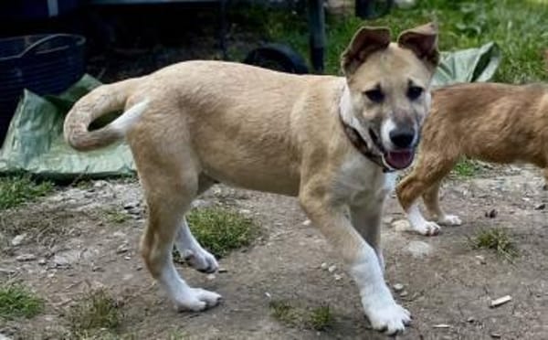 Quax - Bereit für Abenteuer?