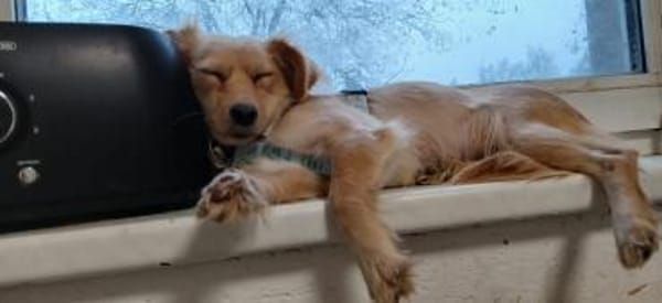 Kira wartet auf ihren Herzensmensch