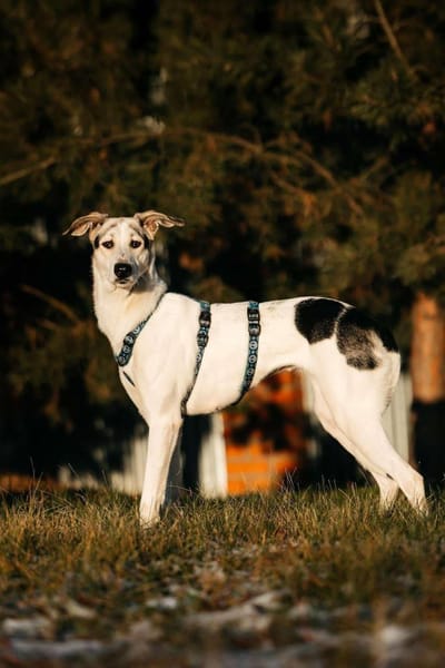 Freundliche Bimka sucht ihr Zuhause