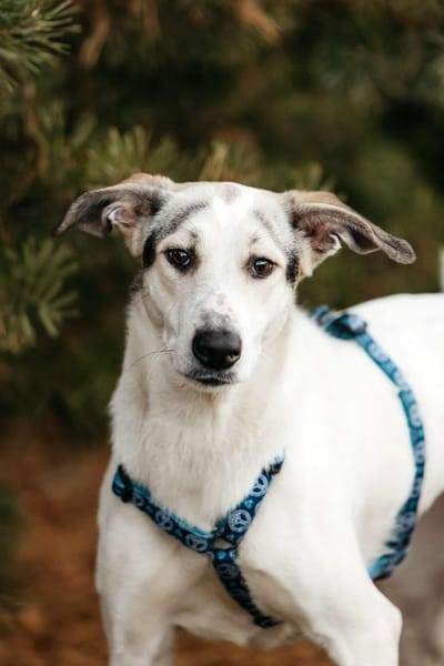 Freundliche Bimka sucht ihr Zuhause