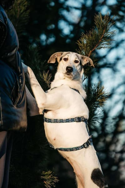 Freundliche Bimka sucht ihr Zuhause