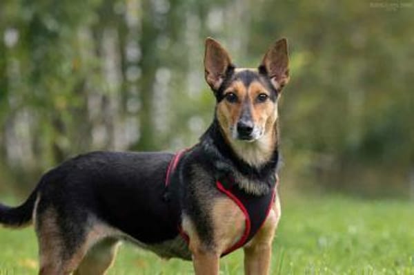 Verschmuste Ria sucht ihre Menschen