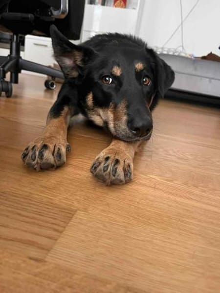 Intelligente Fanny sucht ihre Menschen