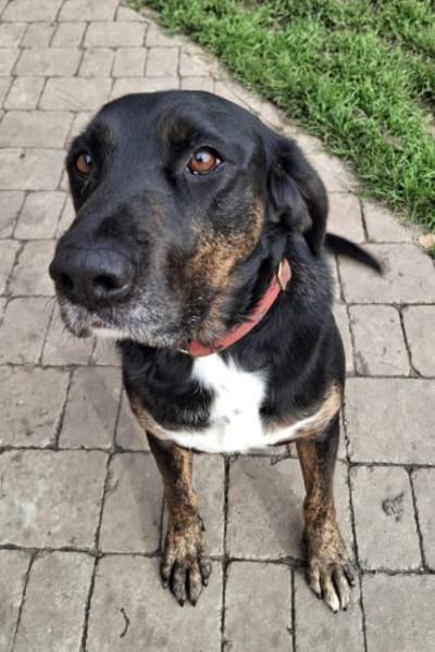 Leo 💗 wartet in 84524 Neuötting