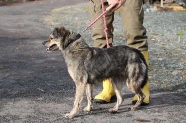 Babbit - verspielt u. aufgeweckt