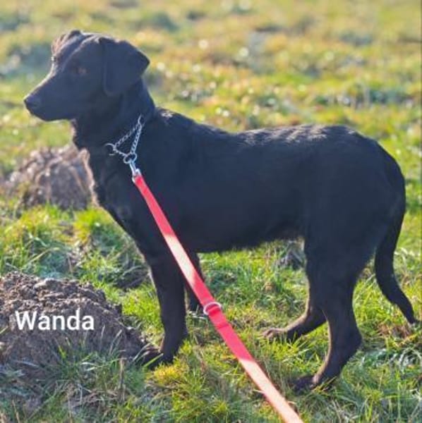 Ein Schatz mit Namen Wanda
